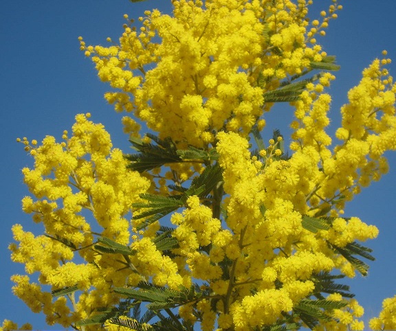 Yellow mimosa, in full blossom